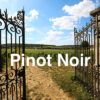 Vinsmagning - Den STORE Pinot Noir smagning - Torsdag den 13. marts 2025